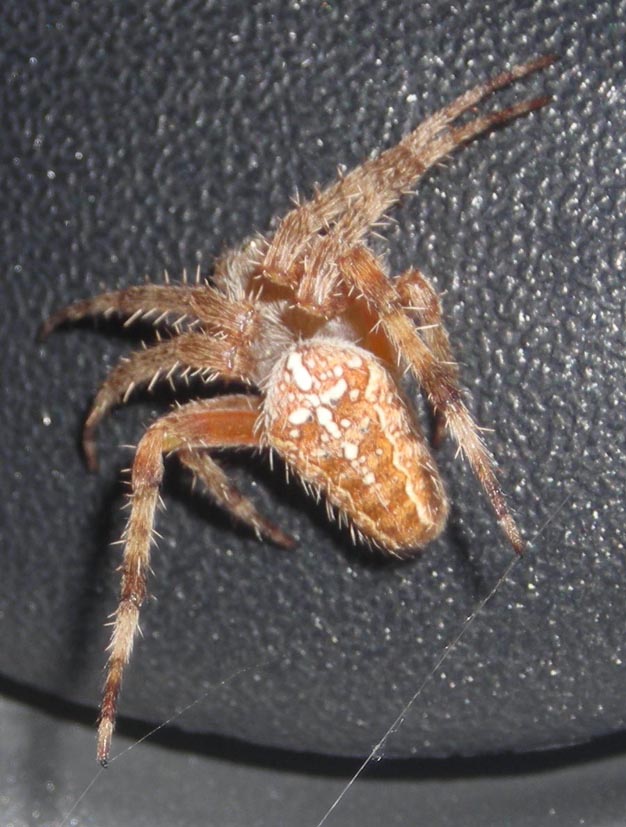 Araneus diadematus
